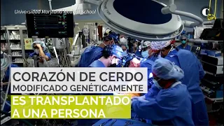 El corazón de un cerdo fue trasplantado con éxito a un humano | El Colombiano