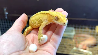 Large catch of rare gecko eggs