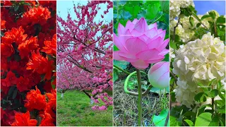 Mesmerizing Beauty of Flowers: A Journey Through Stunning Gardens and Nature