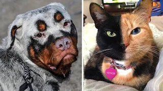 10 Animals That Were Born With Incredible Features