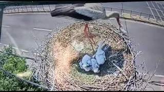 Mother bird throw baby bird from the nest heart breaking video #sad #strangerthings #emotional