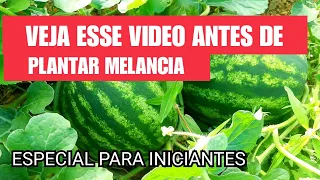 Como plantar melancia - Especial para iniciantes