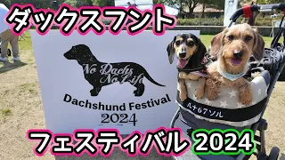 ダックスフントフェスティバル2024に、今年も参加した岐阜犬の【ミニチュアダックスフンド】こもれび森のイバライド