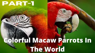 Colorful Macaw Parrots | Nature Birds in 4K🐦|| Relaxing Bird sounds  #Birds #Macaw_Parrots #4k_Birds