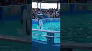 Miami seaquarium