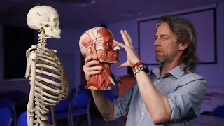 Introduction to head anatomy