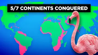 How Flamingos Created a Worldwide Empire