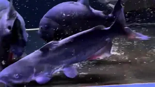 Piranha vs Redtail Catfish