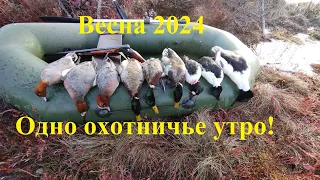 Охота на селезня! Весна 2024! Одно охотничье утро!