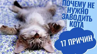 17 причин не заводить кота