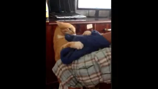 Мстительный кот | Cat's revenge