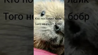 бобр