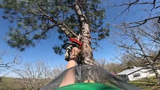 Solo Pine Removal