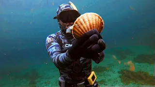 Hand Diving Giant Scottish Scallops with Complete Beginners!