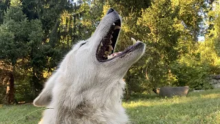 Howling Loud and Howling Proud
