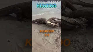 Who wins between a Crocodile vs. Komodo Dragon, can you guess?