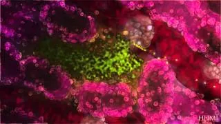 Malaria Life Cycle Animation: Human Host — HHMI BioInteractive Video