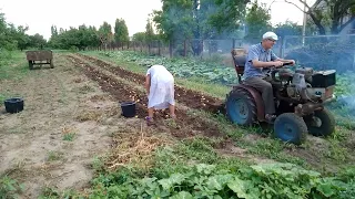 копаем картошку самодельным мини трактором