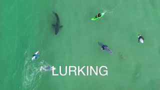 White Shark with Surfers: South Africa - Is it Lurking?