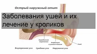 Заболевания ушей и их лечение у кроликов