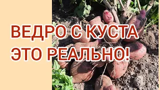 КАК ПОВЫСИТЬ УРОЖАЙНОСТЬ В РАЗЫ!!!🌱Хватит копать пустую землю!