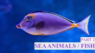 Sea Animals 2 | Fish | For Children | Educational | ABC LEARNING FUN