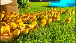 100 Funny Ducklings