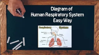 Diagram of Human Respiratory System in Easy Way Class 10,11,12