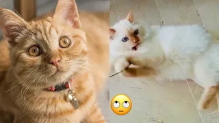 Top Funny Cats and Kittens Playing,Dancing Epic Compilation cute cat #cats #funny #funnycatvideo