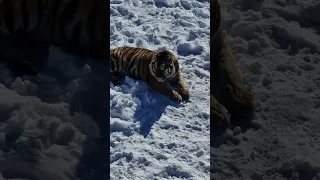 Тигр очень приспособлен к снегу! Тайган #shorts