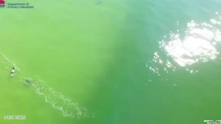 Drone Footage Shows Shark Stalking and Trying To Attack Surfer at Ballina Lighthouse Beach !!
