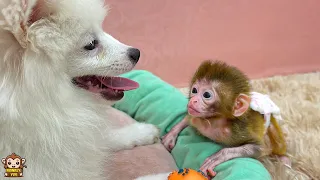 Baby monkey is excited when see DoDo