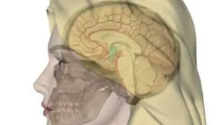 Basisinformationen über Hypothalamus und Hypophyse