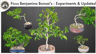 Ficus Benjamina Bonsai - Experiments, Style Options & Updates!