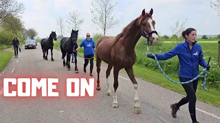 The colts and fillies go to the pasture!! Finally!! | Friesian Horses