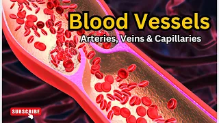 Discovering the Role of Arteries, Veins, and Capillaries in the Circulatory System