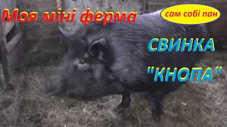 Свинка КНОПА