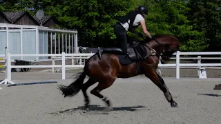 Küken lernt fliegen 💥 1. Mal frei reiten auf Jungpferd Joey | Pferd ausbilden