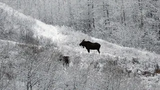 LATE OCTOBER | MOOSE HUNTING IN THE SNOW