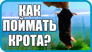 🔴 КАК ПОЙМАТЬ КРОТА. ПРОСТОЙ СПОСОБ ОТ ОХОТНИКА ИЗ ДЕРЕВНИ