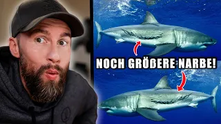 AUFLÖSUNG: Ist der MEGALODON zurück? - Noch größere Narben gesichtet | Robert Marc Lehmann