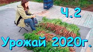 Сбор урожая 2020г. (Ч.2) Обзор огорода и собранного урожая. (09.20г.) Семья Бровченко.