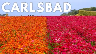 The Perfect Weekend in Carlsbad California with Kids: Flower Fields, S'mores, Legoland & More