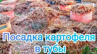 Посадка картофеля в тубы 8 мая 2023/разные сорта/уника, сарпо мира, шарвари пирожка, киви