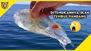 Bukan Ilusi! 10 Hewan Transparan yang Pernah Tertangkap Kamera, Keindahan yang Menakjubkan!