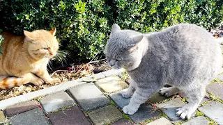 Два кота самца громко мяукают друг на друга и выясняют отношения.