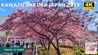 4k hdr japan travel | Japan cherry blossoms in 2023 | Walk among a thousand blooming Kawazu Sakura.