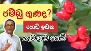 මලබද්ධයට තිත තියන ජම්බු | රතු ජම්බු | How to grow rose apple in a pot | Ceylon Agri | Episode 127