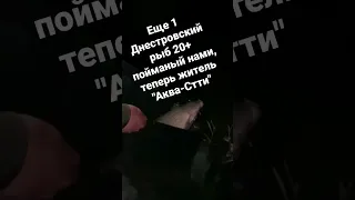 20+ поймали на Днестровском лимане и отправили жить в Аква-Сити