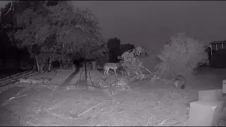 Hunter becomes the hunted. Cat Vs Coyote. Predators every night lately on the ranch.